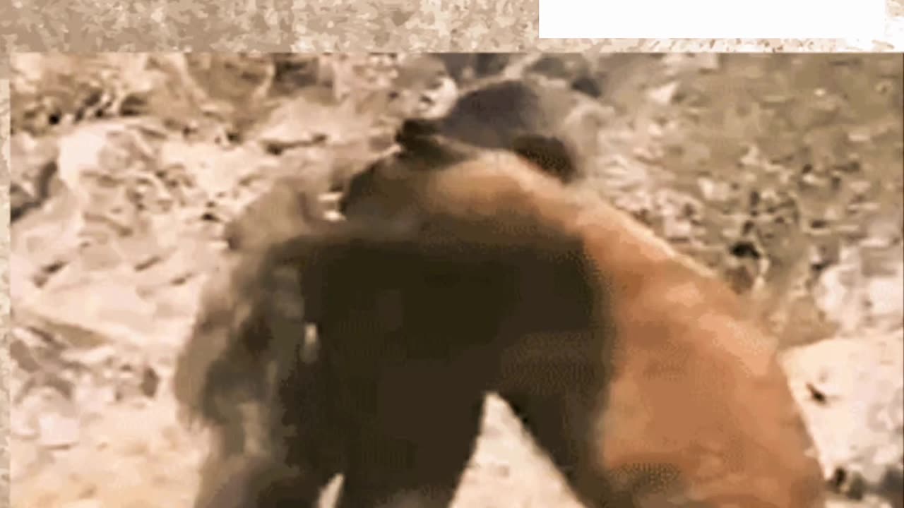 Bear and Gorilla Man Unleashed! Battle for Supremacy! Stay Away!