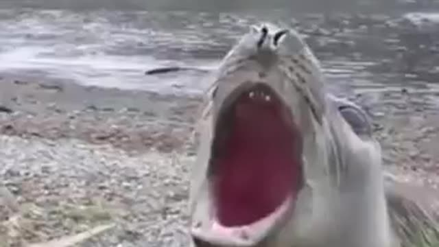 Seal fish's long deep yawn