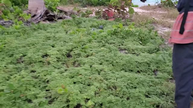 #22 TV-South Andros - "Harvey, Tino's Friend, Discusses The Birds Living Around Tino's Beach"