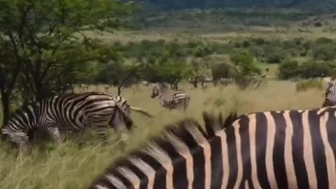 HERE ARE 5 FACTS ABOUT ZEBRAS