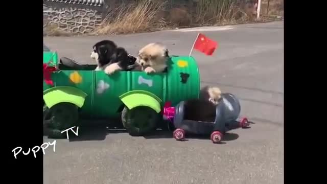 Funny dog video viral