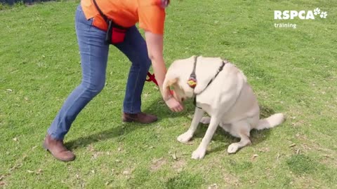 Dog training video