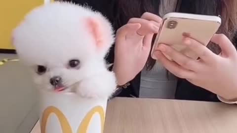 Cute puppy | dog videos | funny animal