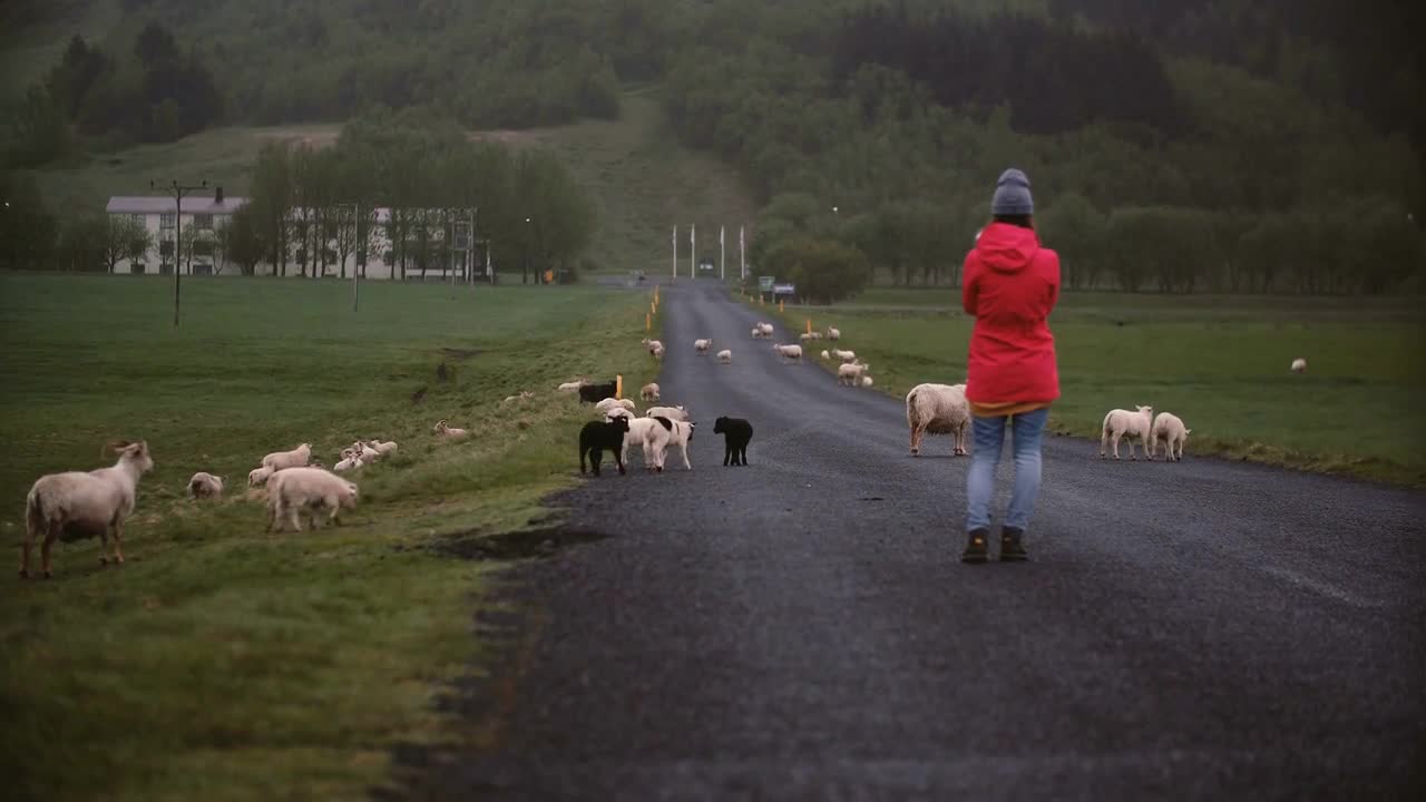 Back view of young traveling woman standing on the mountain road and taking photos of sheep