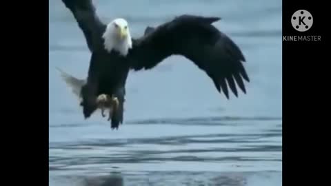 Em Cristo Somos como Águias...