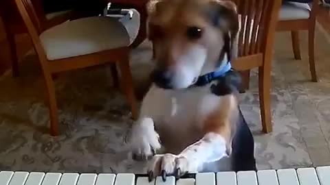 The dog plays the piano and sings.