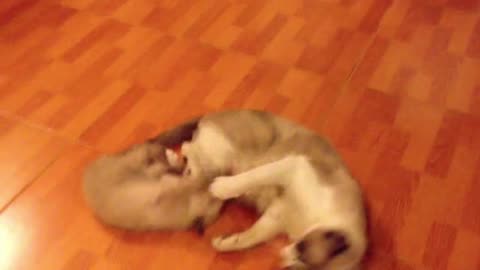 cute kitten playing with mama cat