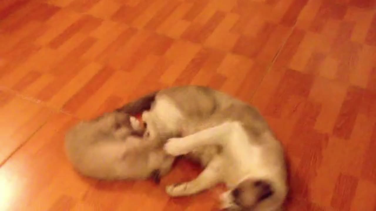 cute kitten playing with mama cat