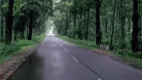 Gorumara forest in a rainy day