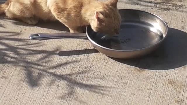 Gato Tomando Agua