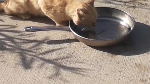 Gato Tomando Agua