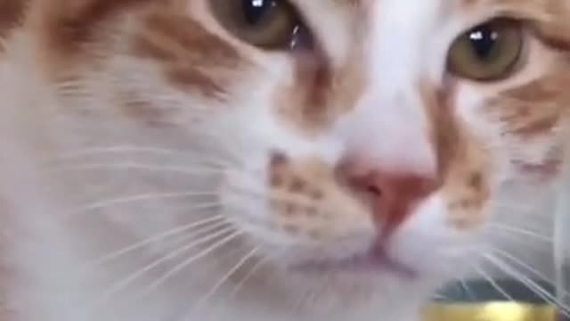 Funny Cute Cats Videos l Inside Cat's Mind