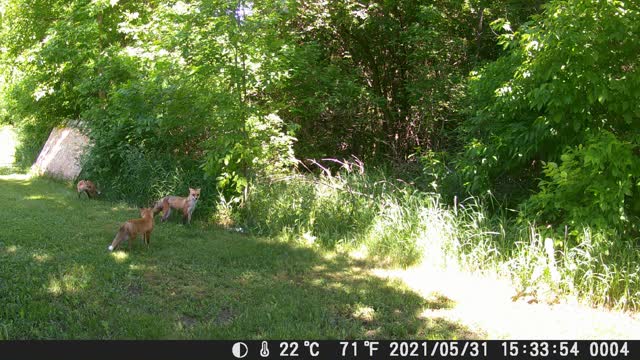 Mom and Two Pups