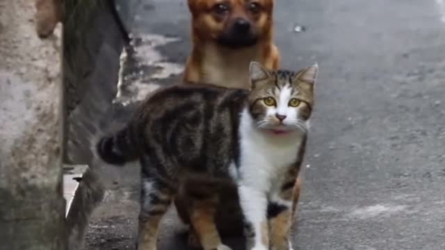 Defending your introvert friend be like