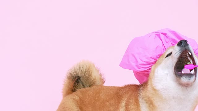 Cute Dog With a Shower Cap and Biting a Toothbrush