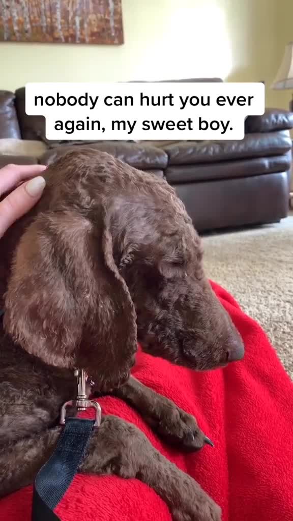 Funny Dogs of TikTok Compilation ~ Doggos Doing Funny Things TIK TOK ~ 2021