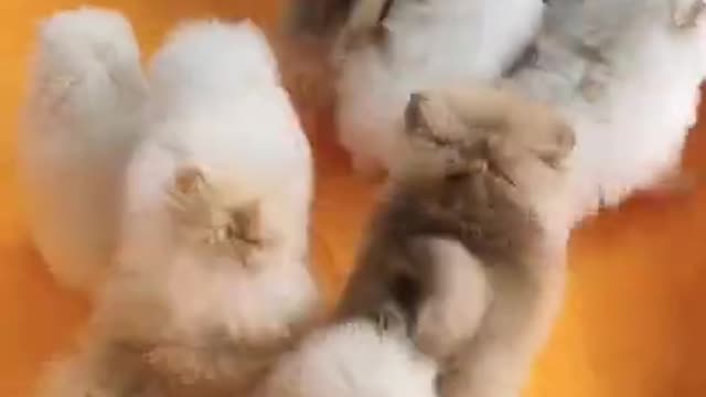 #Funniest Animals Real Best Of The 2021 #Funny Animals Videos - Try Not To Laugh #comedy #shorts