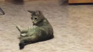 Cat Practicing its Dance Moves