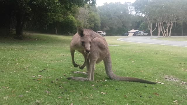 Kangaroo Growl