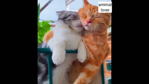 Cute cats baby|viral 2022