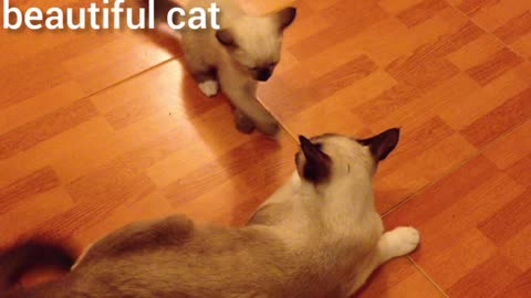 A cute kitten is playing with his mother