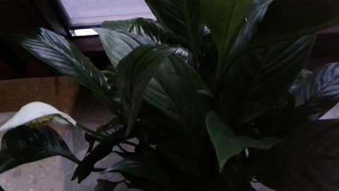 Zastosowanie bazylii