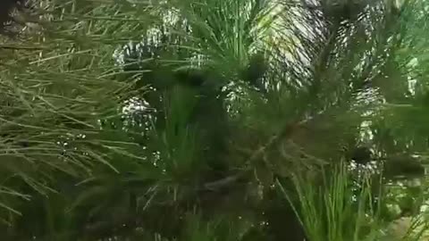 Trees have very thin leaves