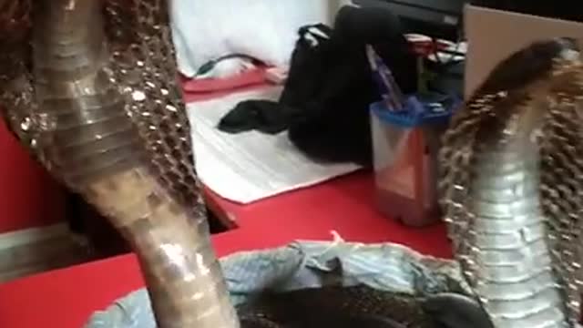 Discovery video#king cobra#sneak!