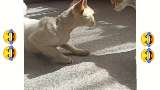 Dog 🐕 And Baby Cat 😸 Funny War | you can't stop laughing😂🤣 |