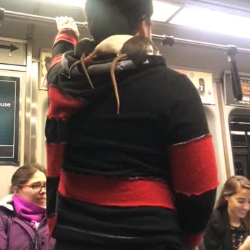 Guy black red jacket rats on back hood