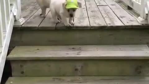 Small dog