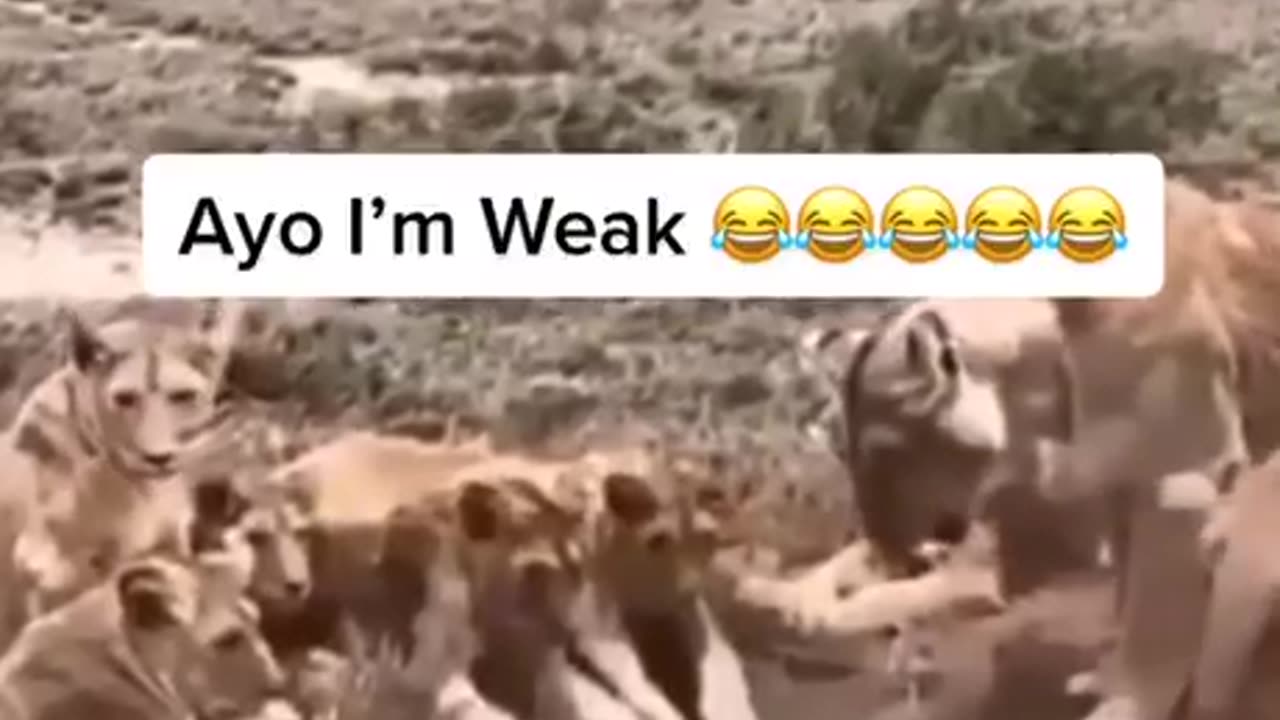 Funny video