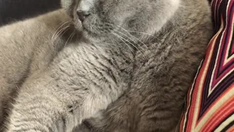 A Cat Nibbles On Blades Of Grass Outside of