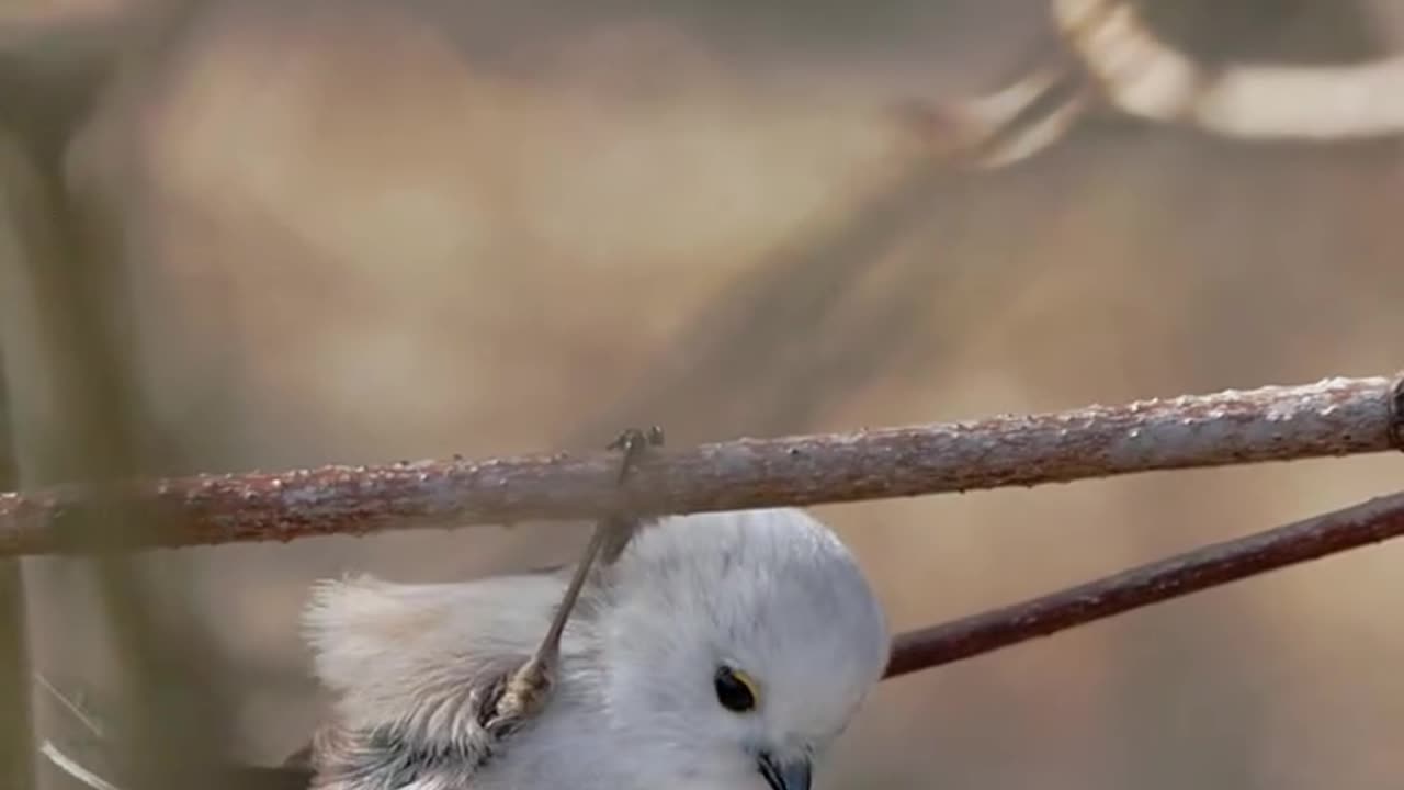 THE MOST STYLISH ‘ ACROBAT FOODIE’ IN THE TREE..LONG TAILED TIT