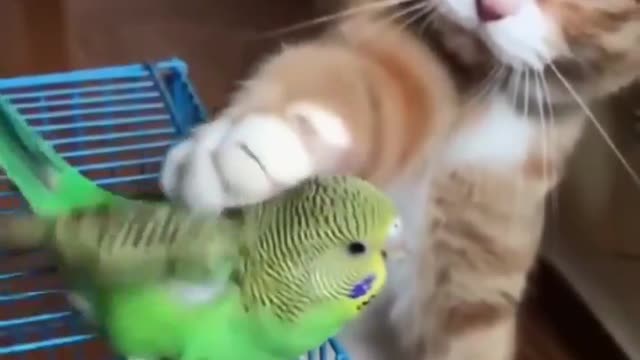 Adorable Cat Plays With A Bird