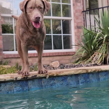 Sadie LOVES Swimming