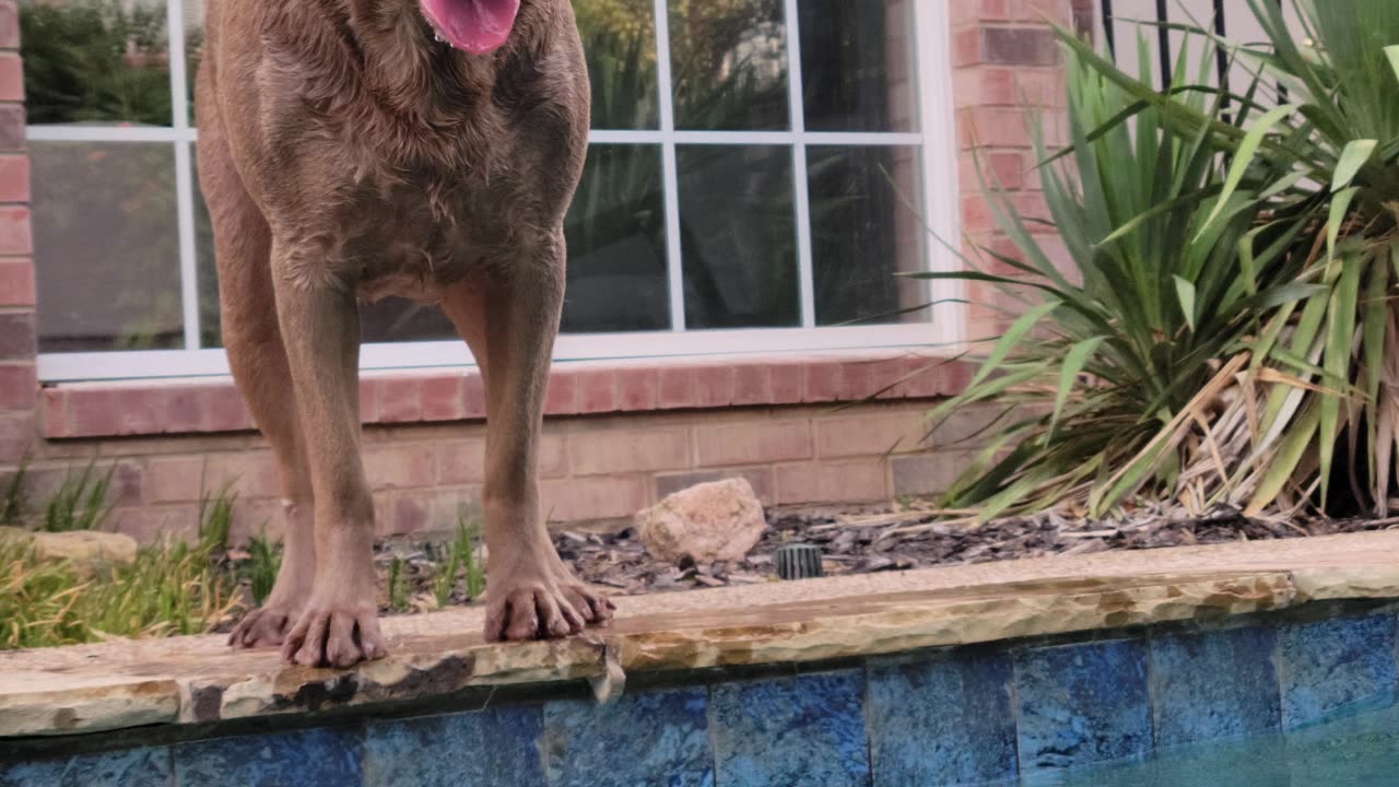 Sadie LOVES Swimming