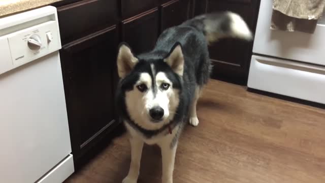 Angry Husky Yelling At Owner 🧔