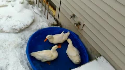 Pekin ducks eating large minnows