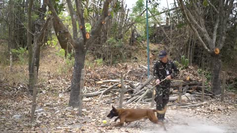 Balikatan 2019: PAF, USAF military working dog training CLARK AIR BASE