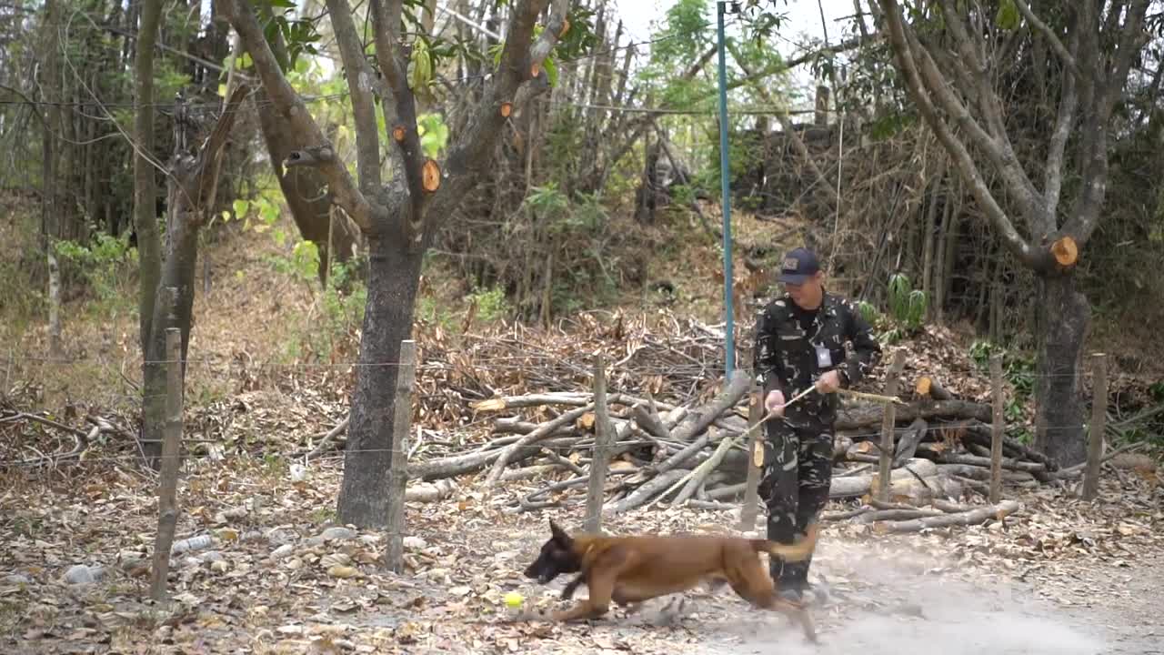 Balikatan 2019: PAF, USAF military working dog training CLARK AIR BASE