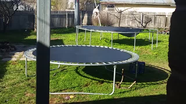 Bronson jumping