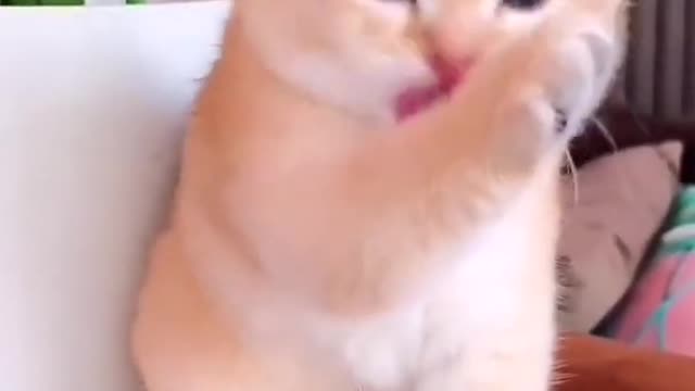 Cute funniest kitten