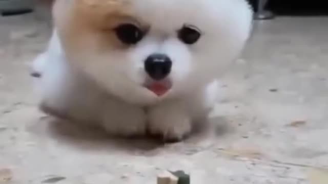 Cut Dog Sneaking Up On Treat