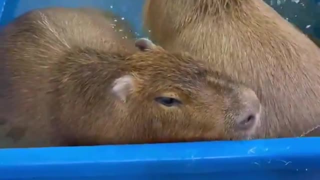 Big Boys: Swimming with Capybaras