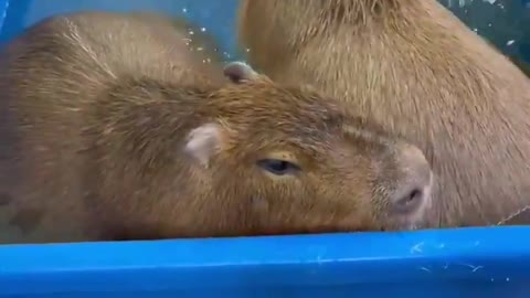 Big Boys: Swimming with Capybaras