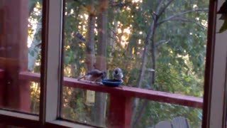 Blue Jays feeding on balcony