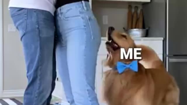 Dog reaction
