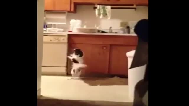 top funny animal collection video clips 2014(360P)