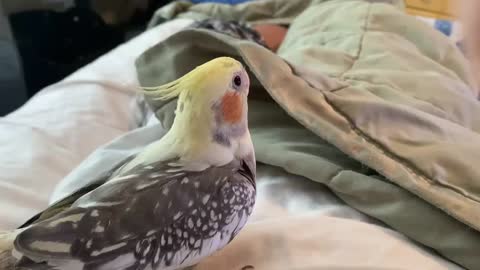 Cockatiel says Pikaboo